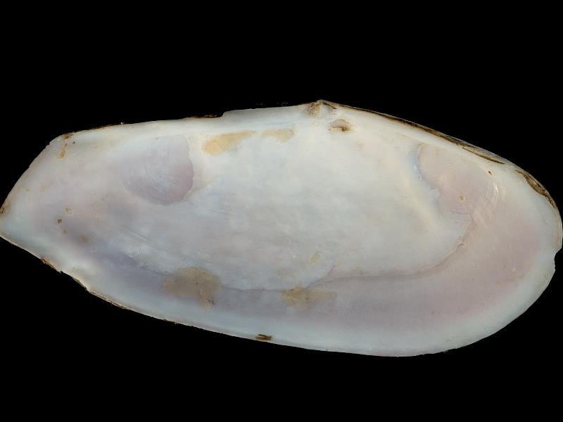 image: Gari fervensis. Inside of left valve : Belfast Lough, Antrim : Down, Northern Ireland : Belfast Natural History and Philosophical Society : BELUM Mn24319.