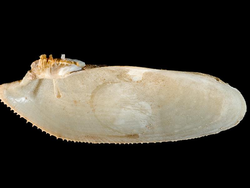 image: Pholas dactylus. Inside of right valve : Holywood, Down, Northern Ireland : G. C. Hyndman, Collection : BELUM Mn24405.