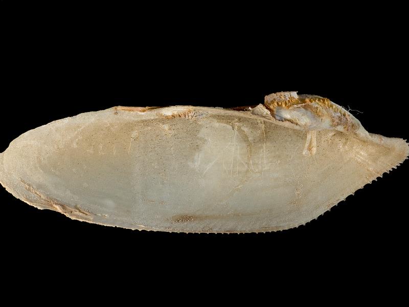 image: Pholas dactylus. Inside of left valve : Holywood, Down, Northern Ireland : G. C. Hyndman, Collection : BELUM Mn24405.