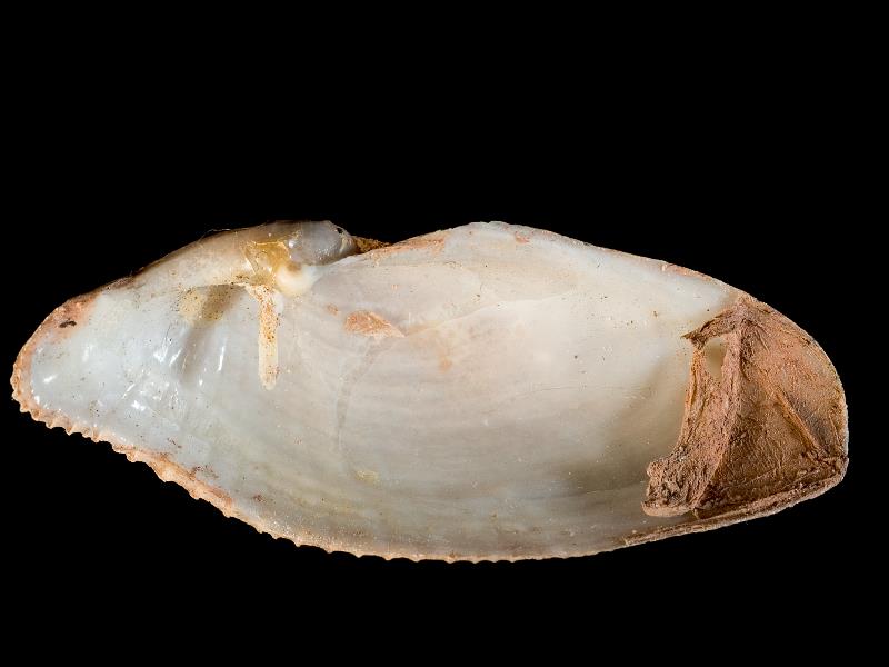 image: Barnea parva. Inside of right valve : Teignmouth, Devon (South), England : G. W. Chaster, Collection : BELUM Mn24419.