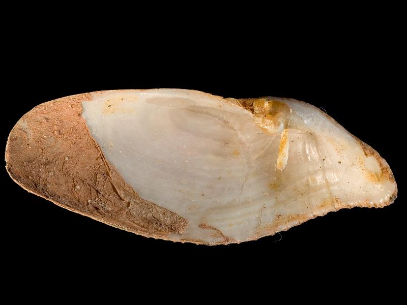 image: Barnea parva. Inside of left valve : Teignmouth, Devon (South), England : G. W. Chaster, Collection : BELUM Mn24419.