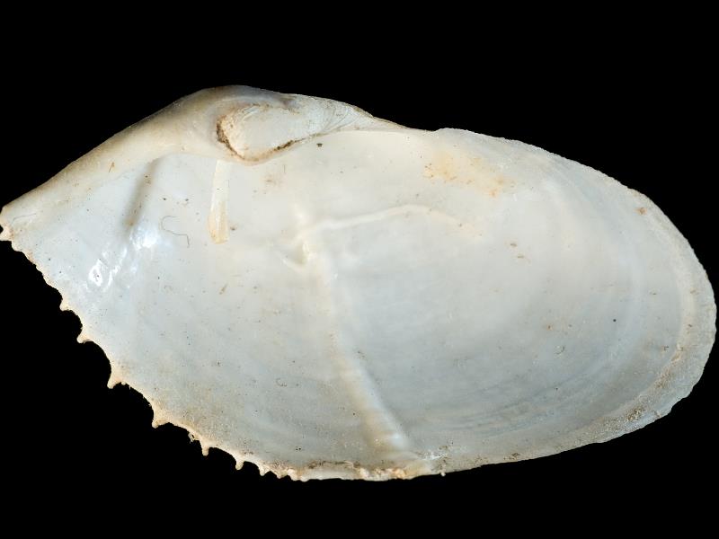 image: Zirfaea crispata. Inside of right valve : Bangor, Down, Northern Ireland : G. C. Hyndman, Collection : BELUM Mn24429.