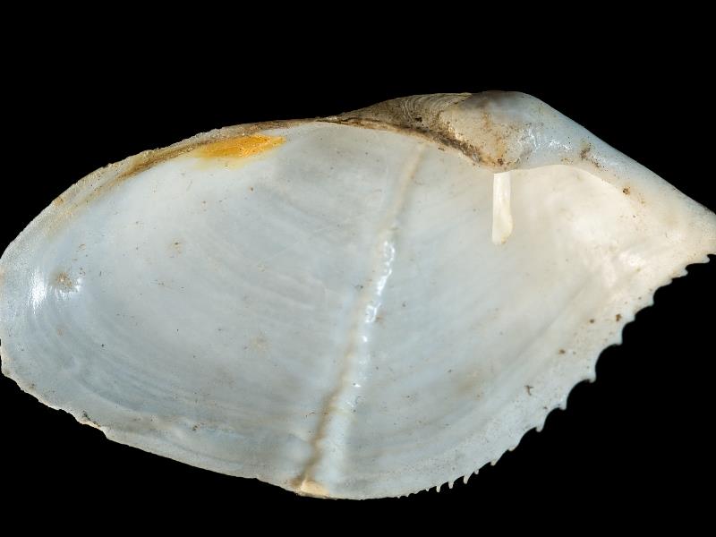 image: Zirfaea crispata. Inside of left valve : Bangor, Down, Northern Ireland : G. C. Hyndman, Collection : BELUM Mn24429.