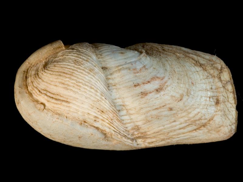 image: Pholadidea loscombiana. Outside of left valve : Castle Chichester, Antrim, Northern Ireland : Belfast Natural History and Philosophical Society : BELUM Mn24430.