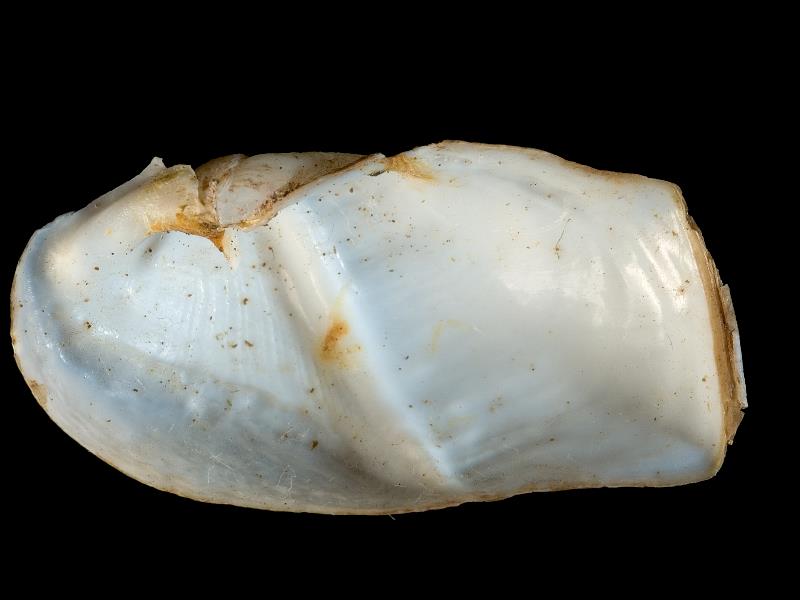 image: Pholadidea loscombiana. Inside of right valve : Castle Chichester, Antrim, Northern Ireland : Belfast Natural History and Philosophical Society : BELUM Mn24430.