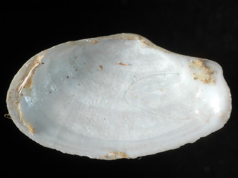 image: Thracia phaseolina. Inside of right valve : Magilligan, Londonderry, Northern Ireland : G. C. Hyndman, Collection : BELUM Mn24468.