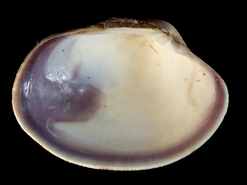 image: Ruditapes philippinarum. Inside of left valve : Dublin, Ireland : BELUM Mn5246.