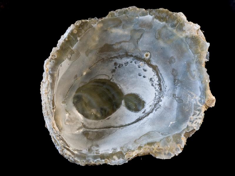 image: Pododesmus patelliformis. Inside of left valve : Ballyhenry, Strangford Lough, Down, Northern Ireland : Seed & Roberts : BELUM Mn5279.