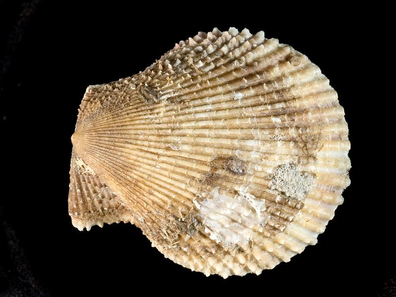 image: Mimachlamys varia. Outside of left valve : Strangford Lough, Down, Northern Ireland : Roberts, Dai (Dr) : BELUM Mn5302.