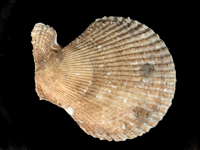 image: Mimachlamys varia. Outside of right valve : Strangford Lough, Down, Northern Ireland : Roberts, Dai (Dr) : BELUM Mn5302.