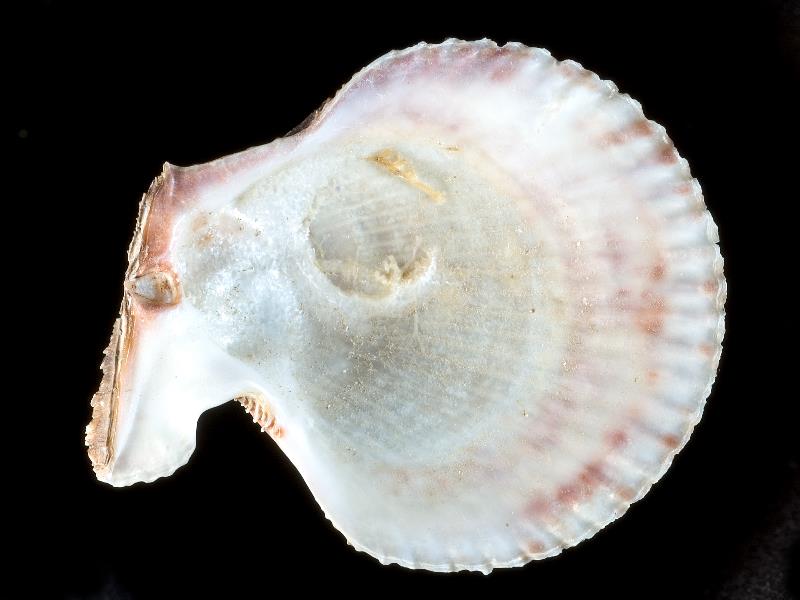 image: Mimachlamys varia. Inside of right valve : Strangford Lough, Down, Northern Ireland : Roberts, Dai (Dr) : BELUM Mn5302.