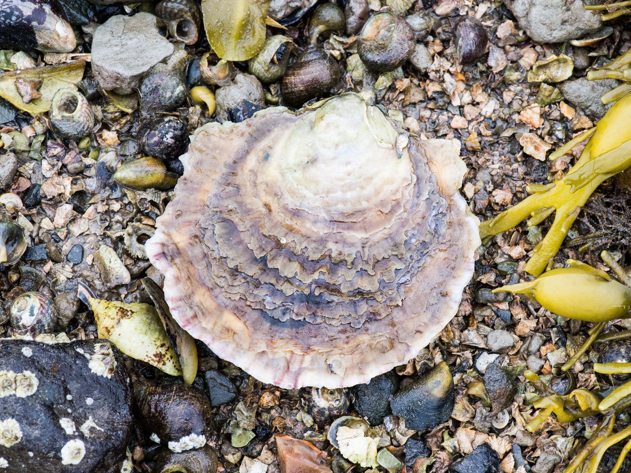 Ostrea edulis image: _b135133