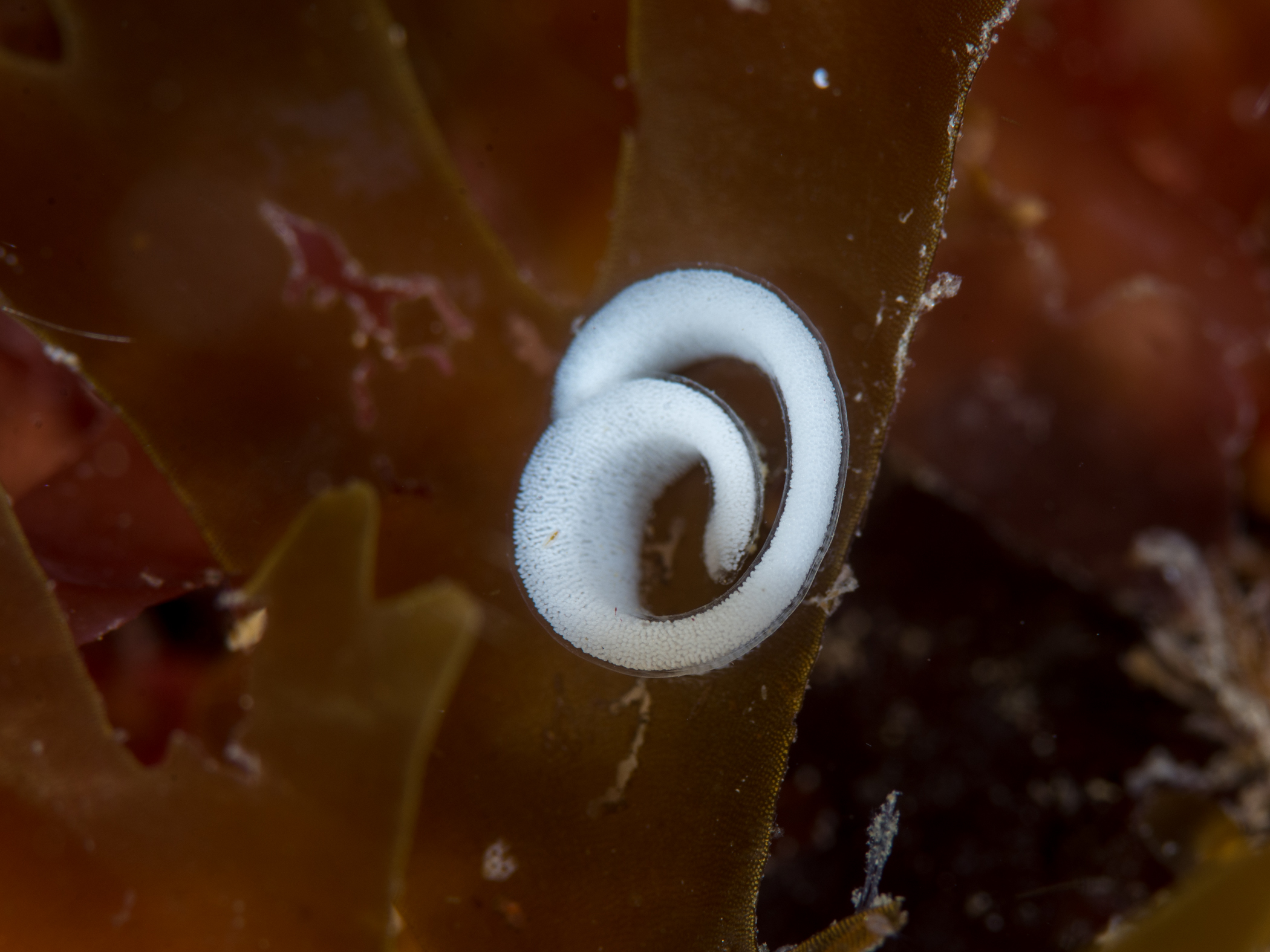 image: Polycera quadrilineata. Spawn coil, Scarlett Point, Isle of Man, 2015-06-14.