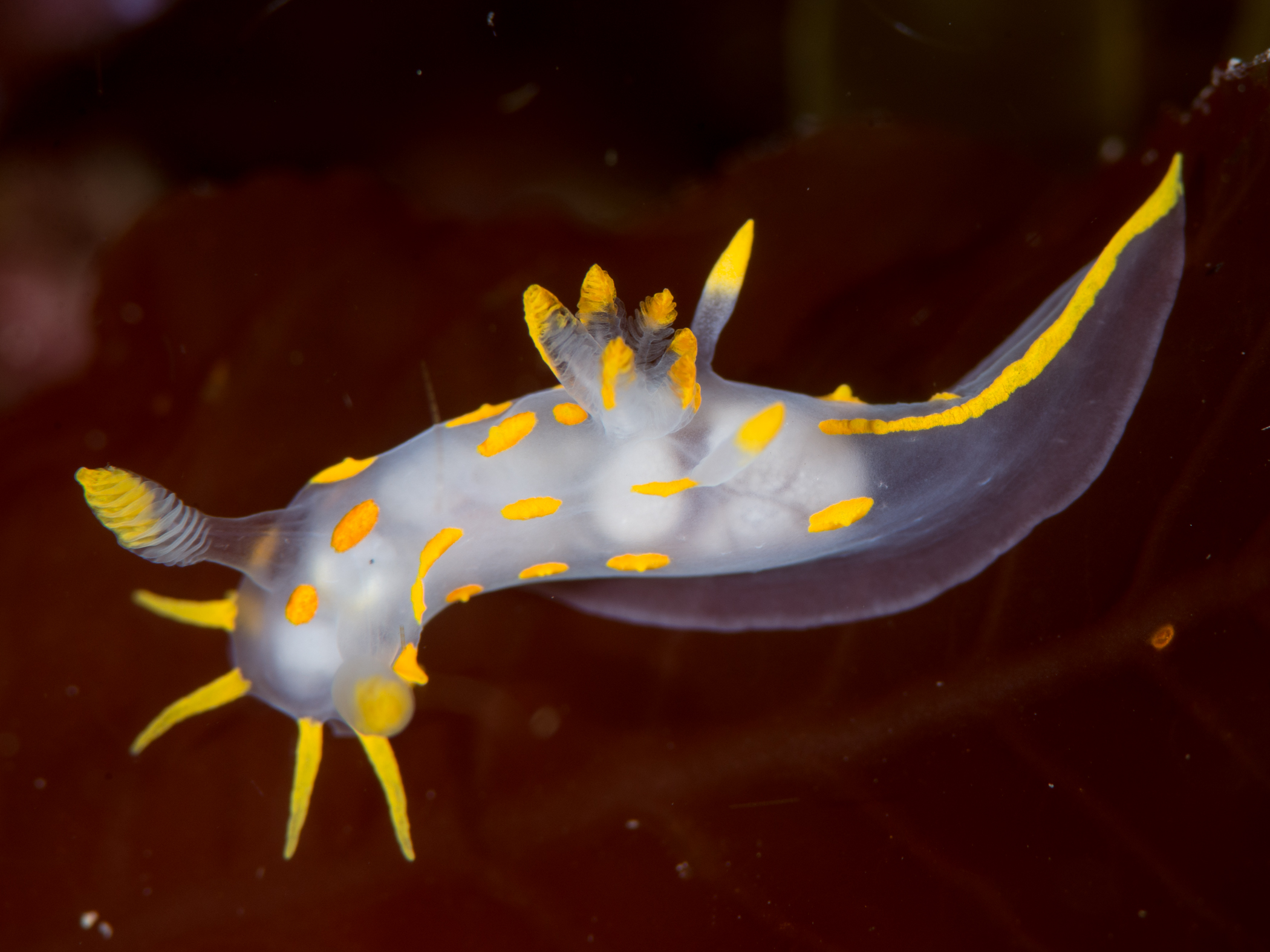 image: Polycera quadrilineata. Scarlett Point, Isle of Man, 2015-06-15.