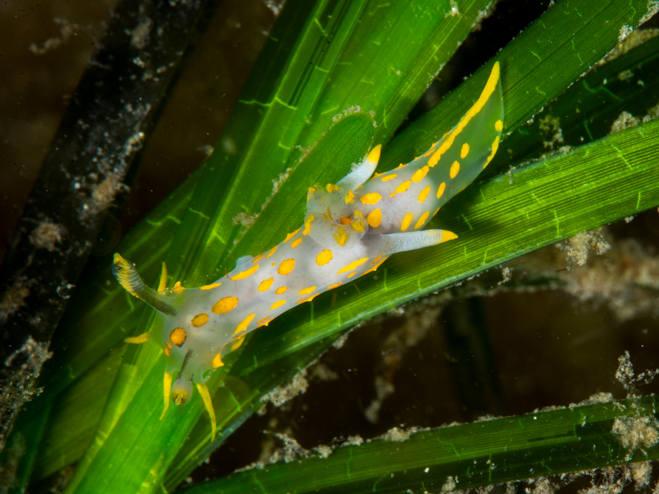 image: Polycera quadrilineata. Scarlett Point, Isle of Man, 2015-06-15.