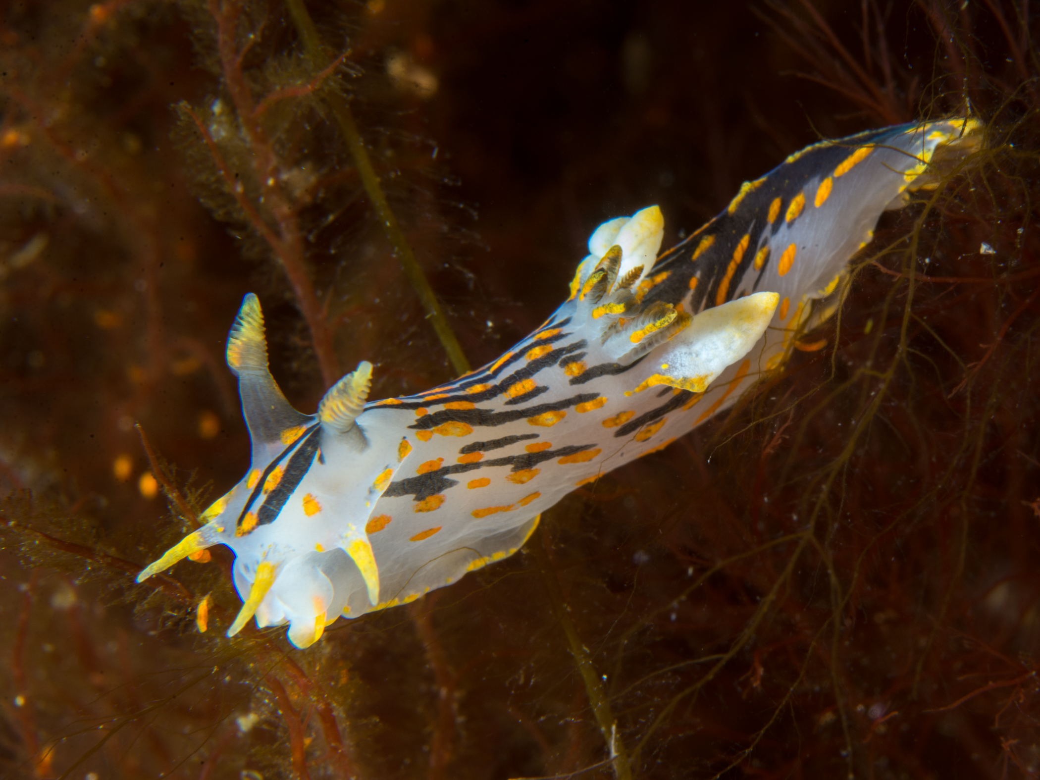 image: Polycera quadrilineata. Gulen, Norway, 2016-04-05.