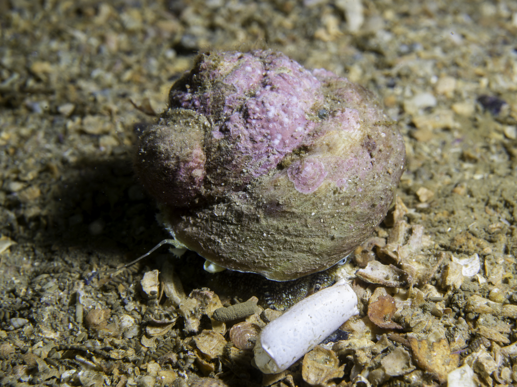 image: Gibbula magus. Connemara, Co Galway, 2017.