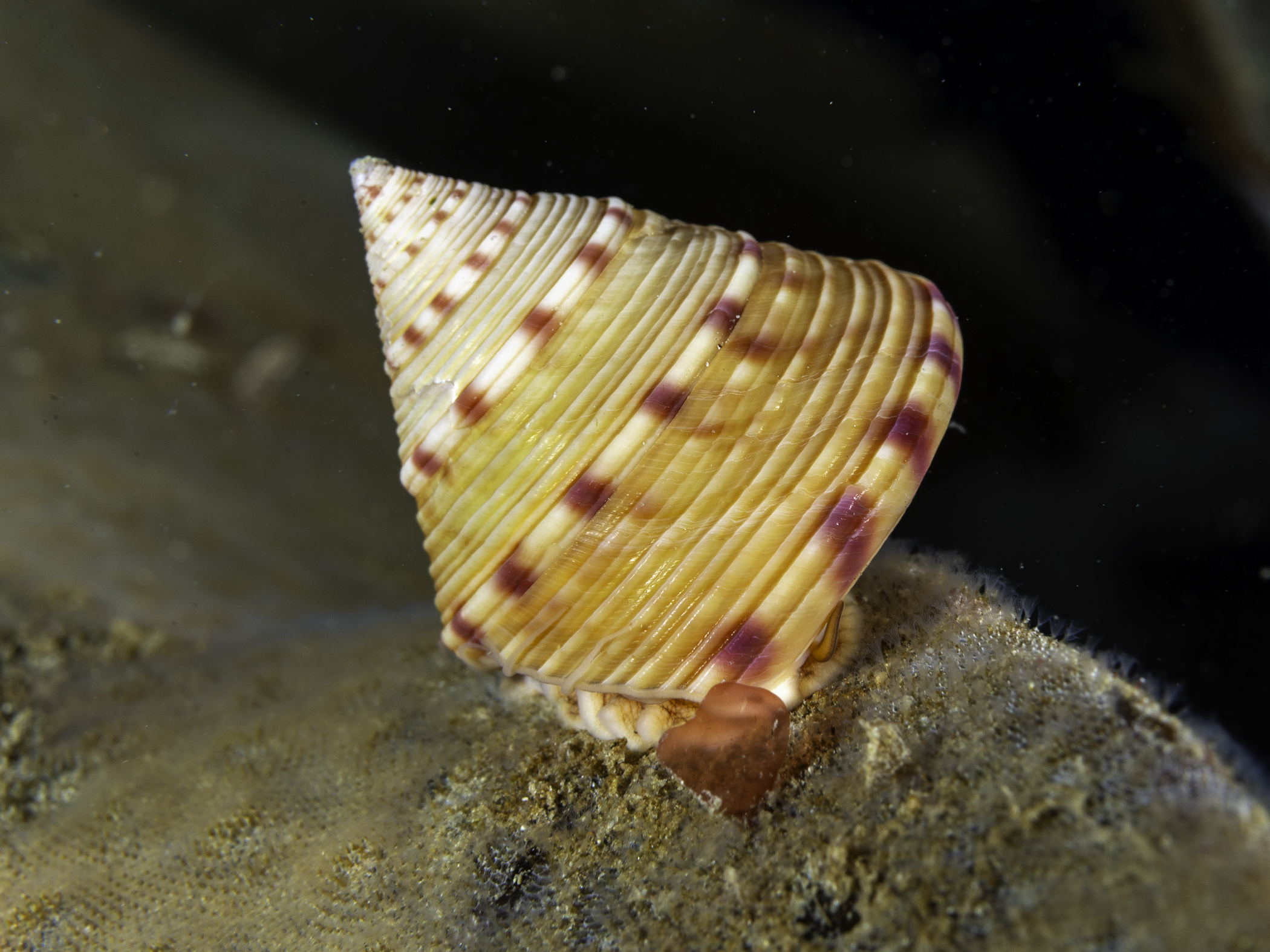 image: Calliostoma zizyphinum. Orkney, Shetland, 2018.
