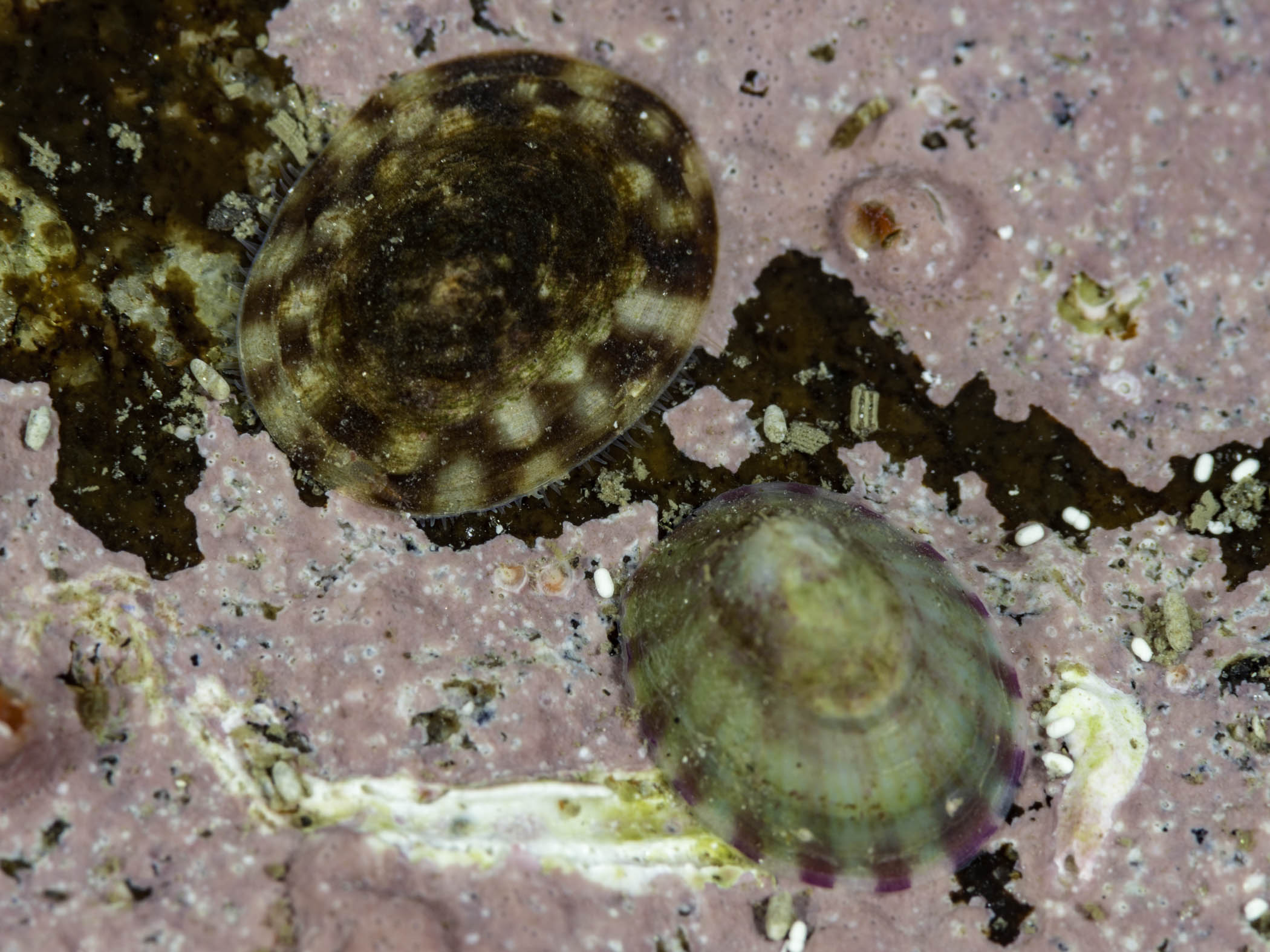 image: Testudinalia testudinalis. Tortoiseshell limpet and white tortoiseshell limpet on coralline encrusted rock, Saltstraumen, Norway.