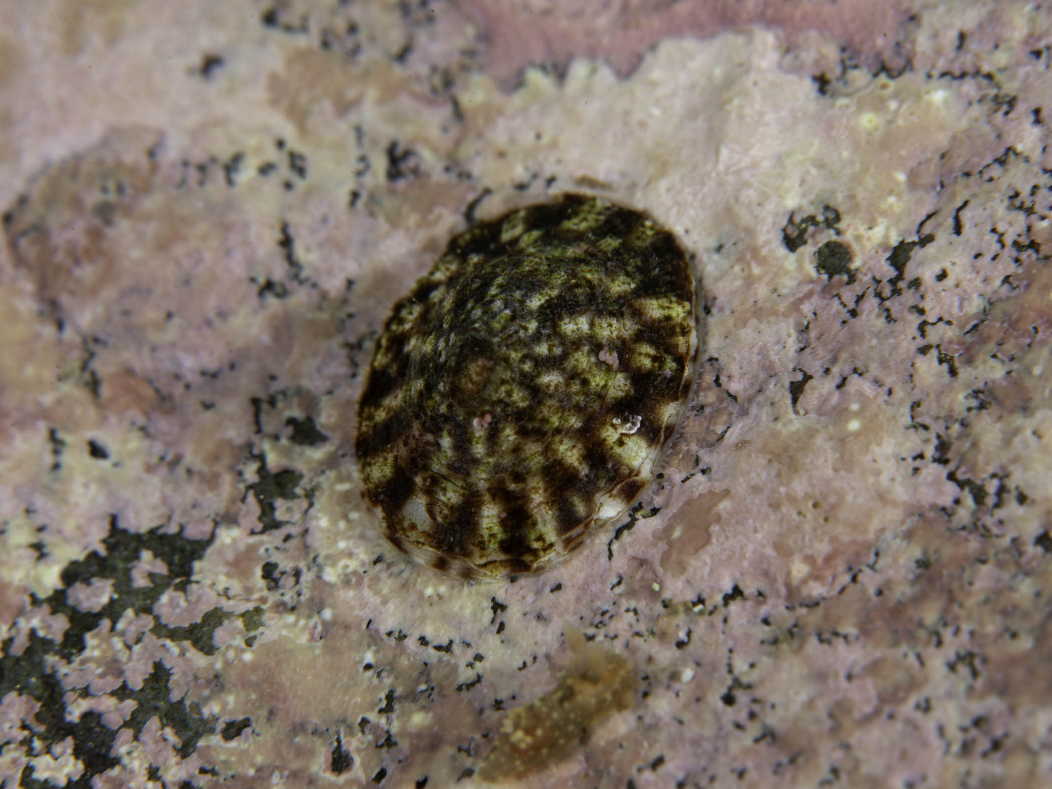 image: Testudinalia testudinalis. On coralline rock, Saltstraumen, Norway.