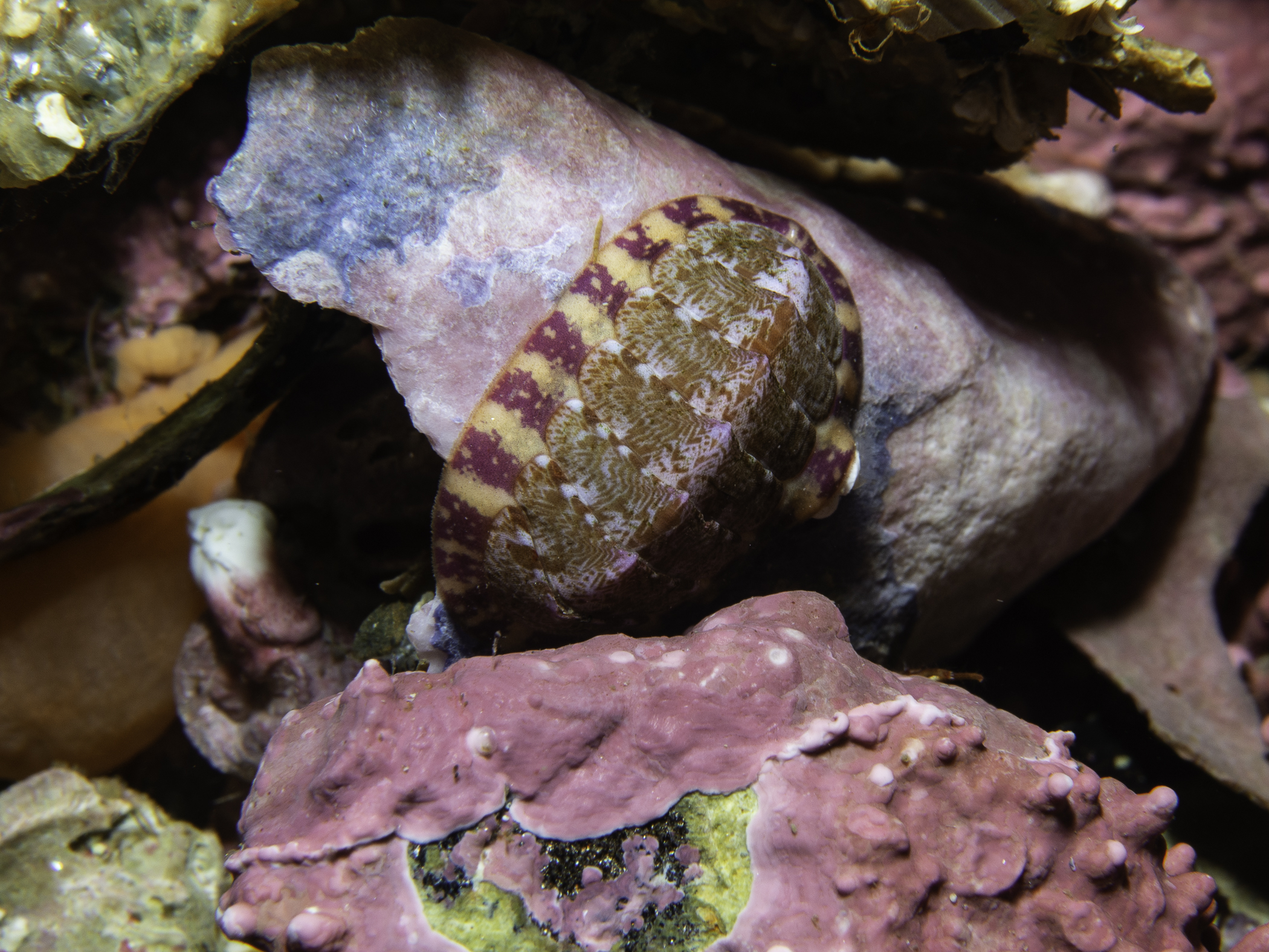 image: Tonicella marmorea. Gulen, Norway, 2019.