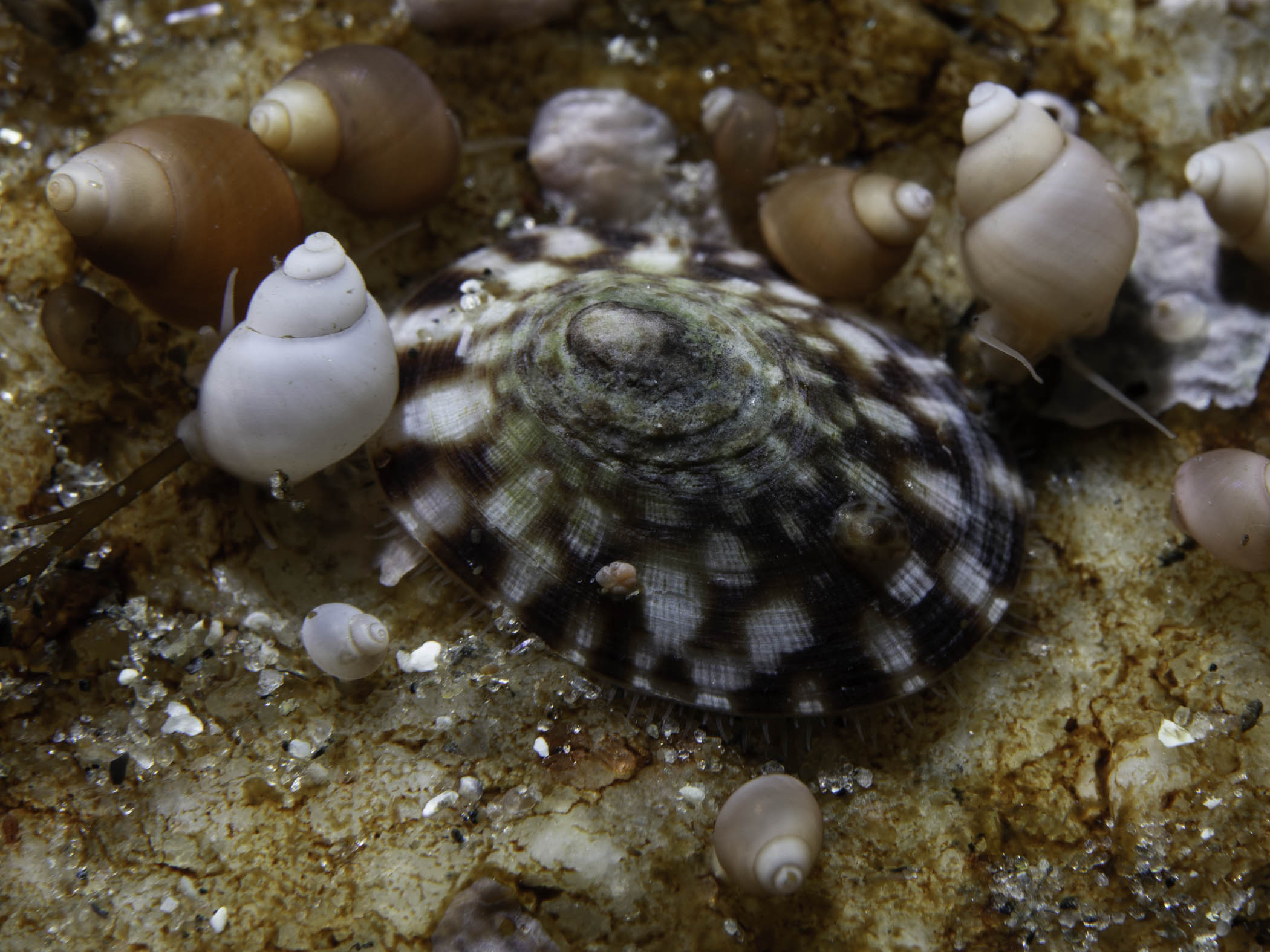 image: Testudinalia testudinalis. With small gastropods <i>Lacuna</i> sp. Saltstraumen, Norway.