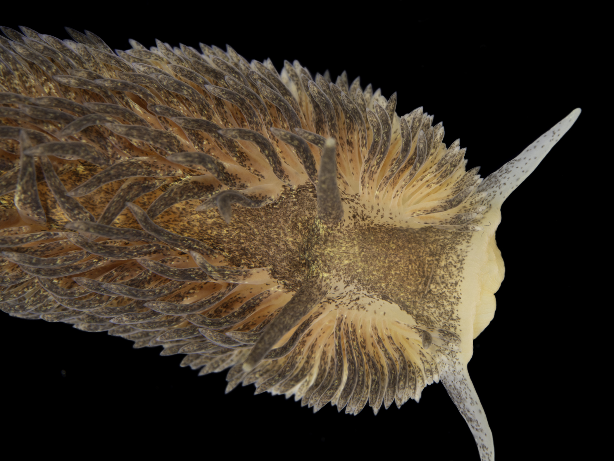 image: Aeolidia papillosa. Ballyhenry Island, Portaferry, Co. Down, Northern Ireland, intertidal, 2019-10-24.