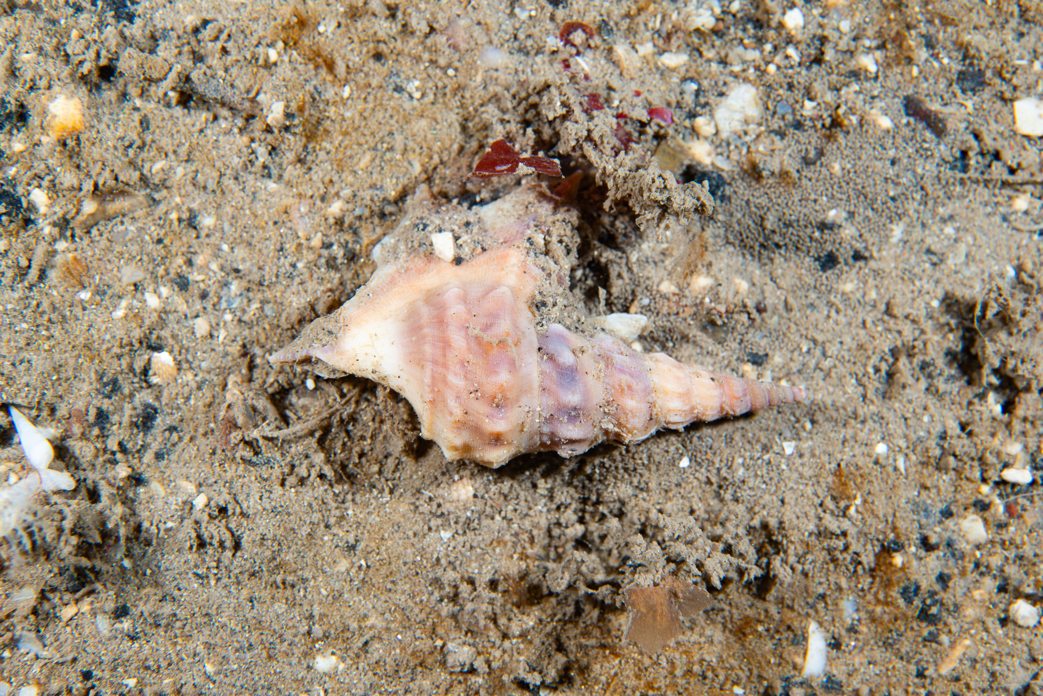 Aporrhais pespelecani image: _b197260