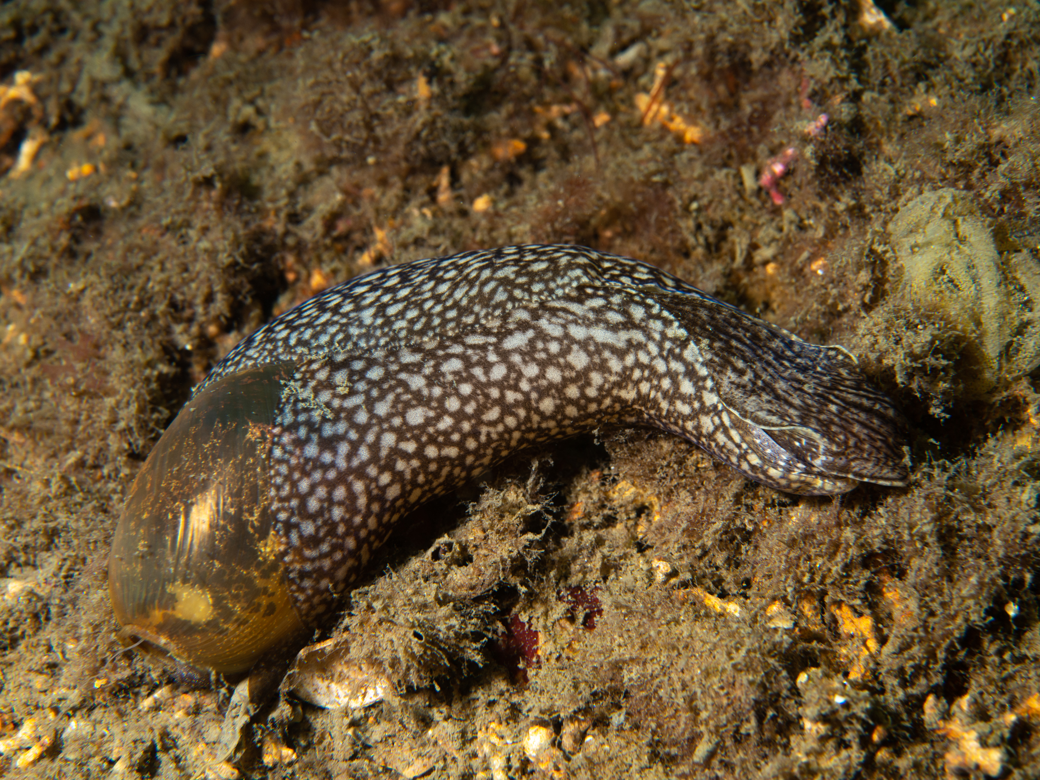 image: Akera bullata. Rosroe Pier, Killary Harbour, Co Mayo, Ireland, 14m, 2019-06-08.