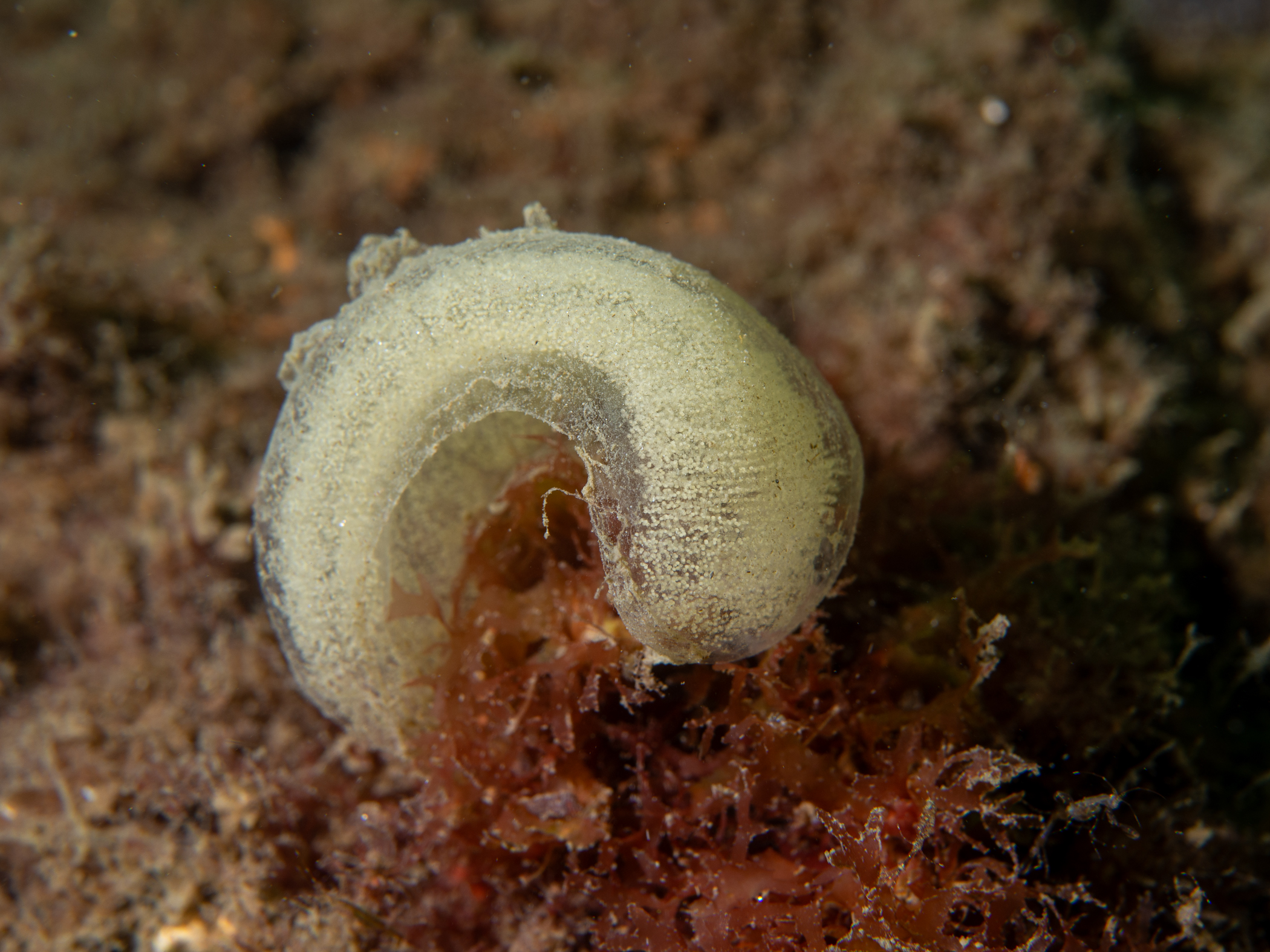 image: Haminoea navicula. Spawn coil, Rosroe Pier, Killary Harbour, Co Mayo, Ireland, 14m, 2019-06-08.