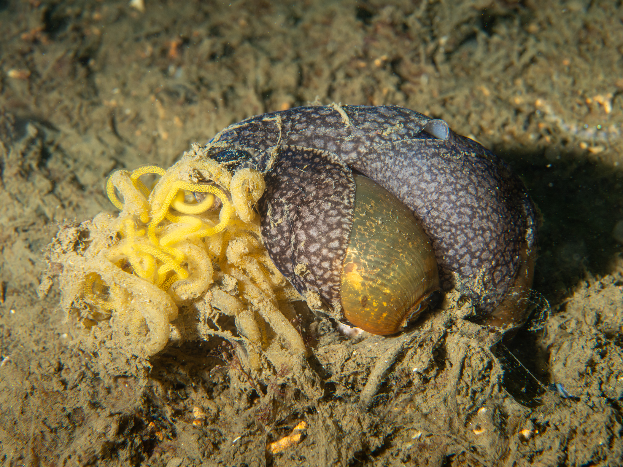 image: Akera bullata. Rosroe Pier, Killary Harbour, Co Mayo, Ireland, 14m, 2019-06-08.