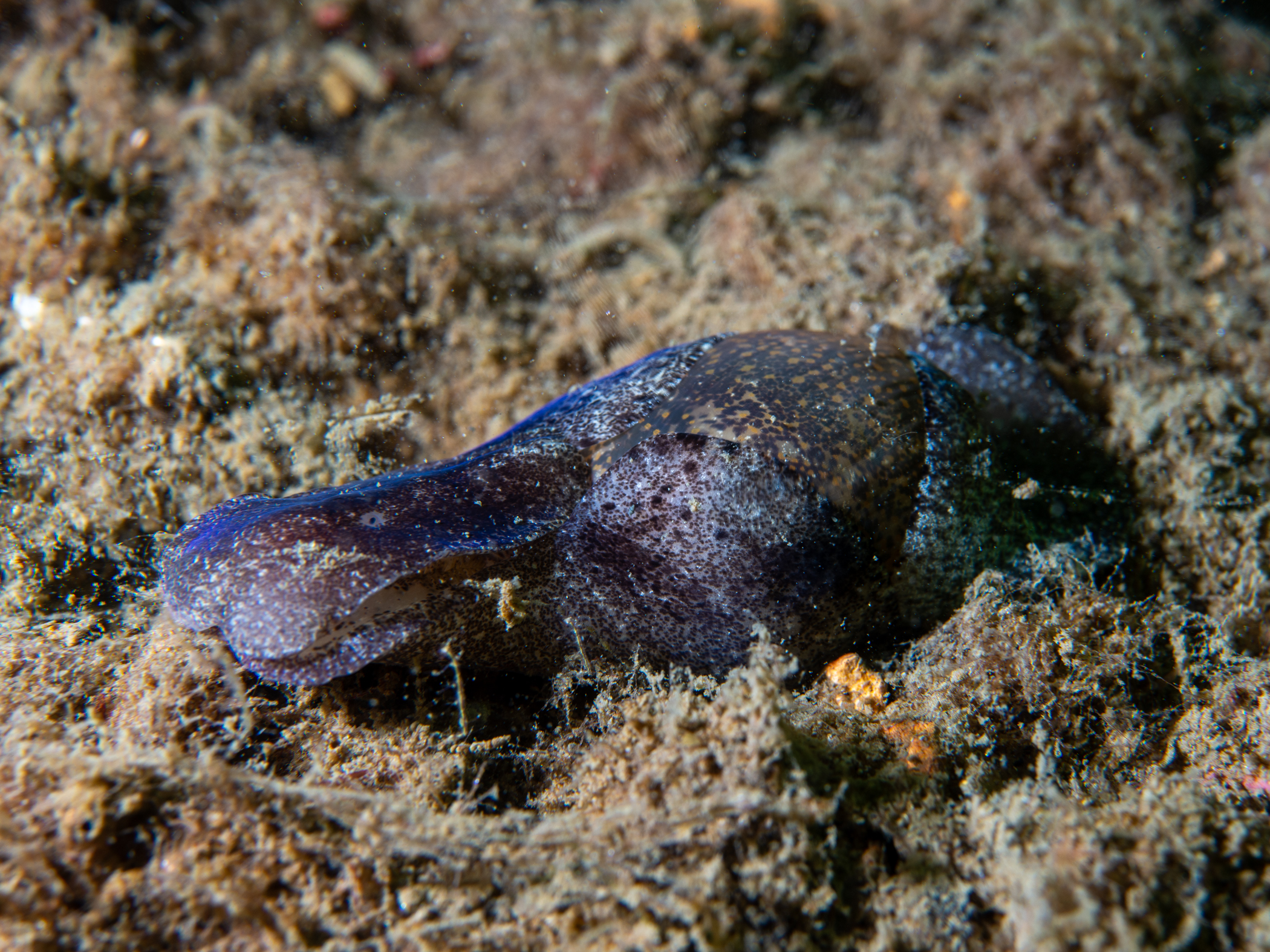 image: Haminoea navicula. Rosroe Pier, Killary Harbour, Co Mayo, Ireland, 14m, 2019-06-08.