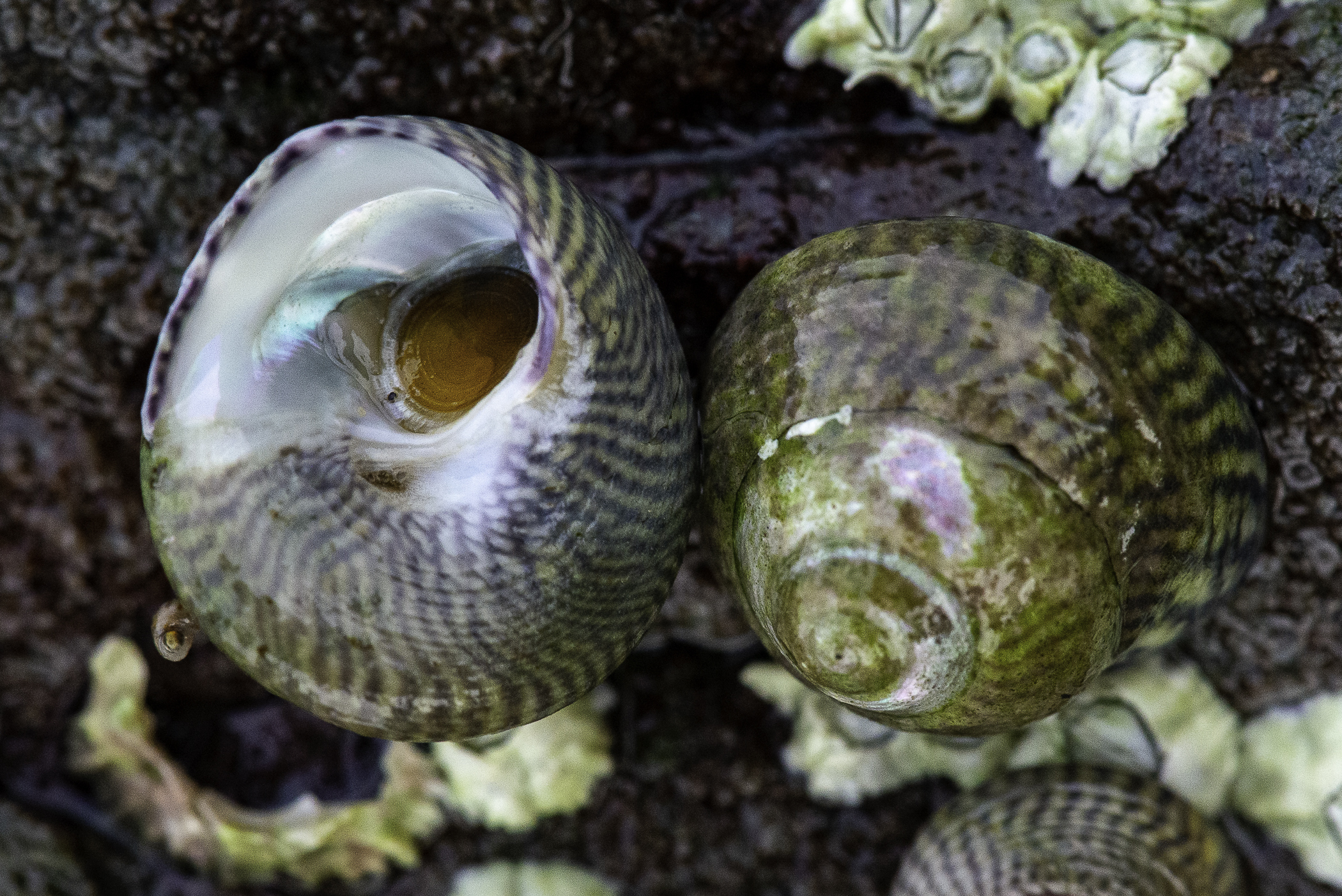 Steromphala cineraria image: _b203990