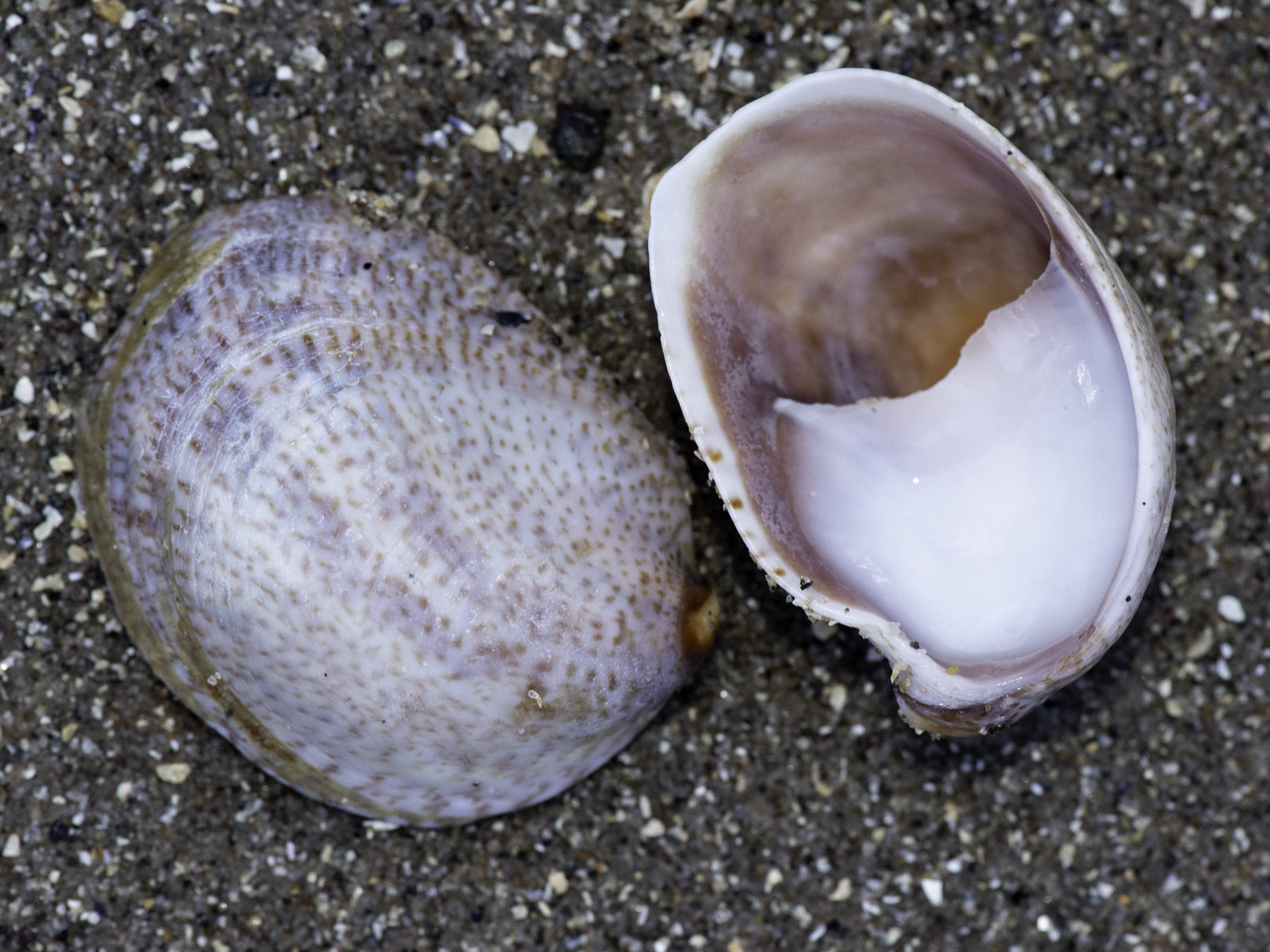 MBDP NI Crepidula Fornicata Non native Species MBDP NI Crepidula Fornicata Non native Species