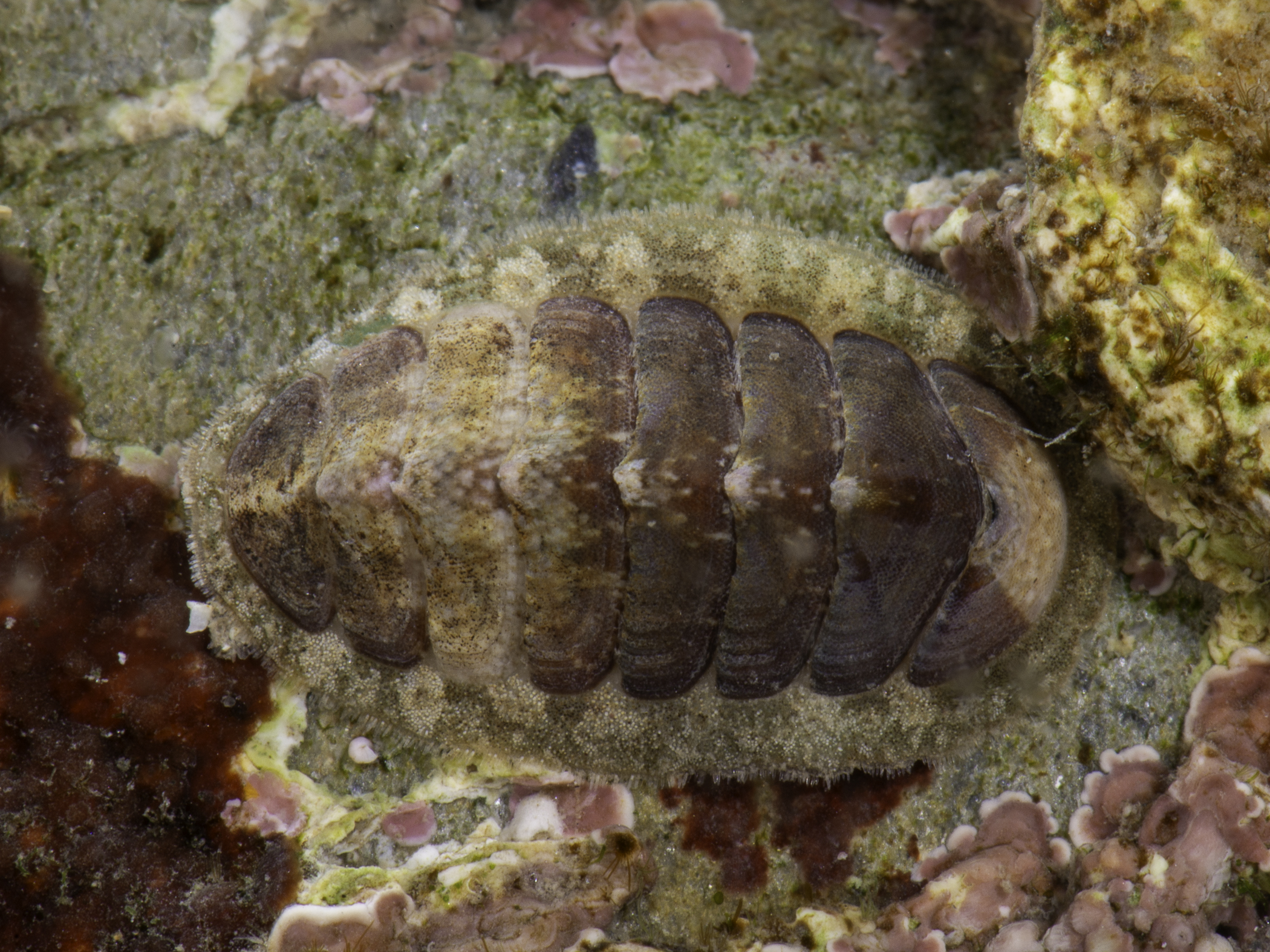 image: Lepidochitona cinerea. Strangford Lough, Co Down, 2020.
