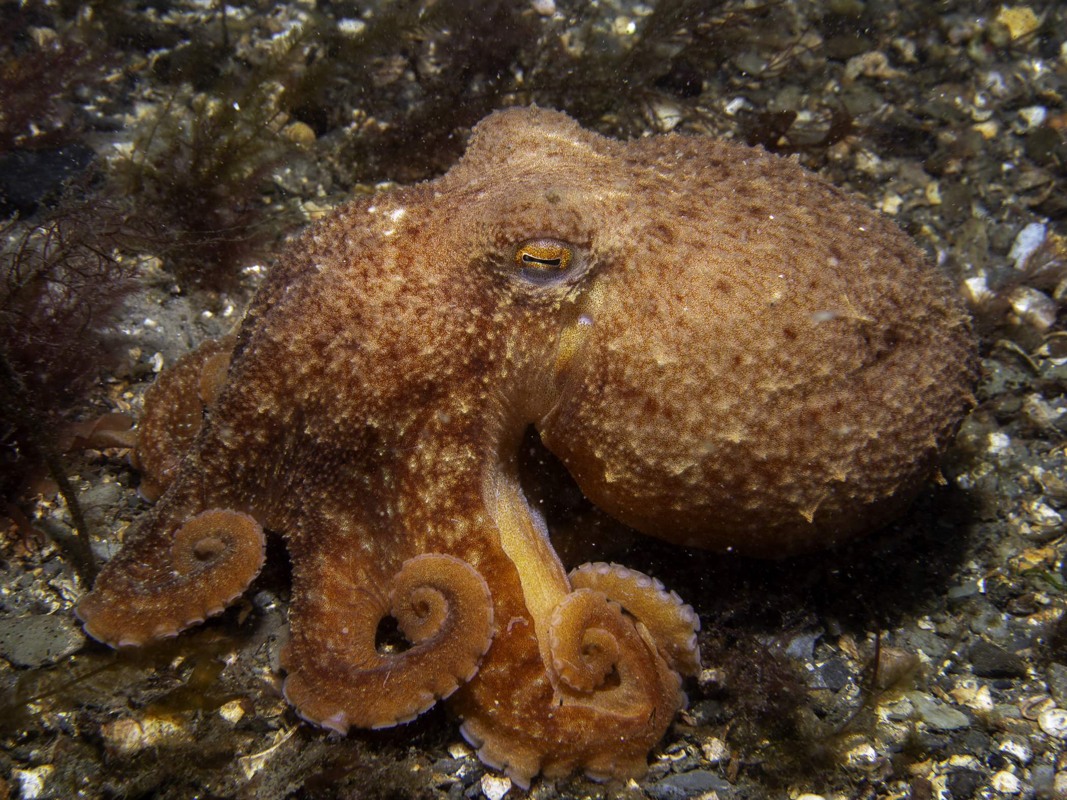 Eledone cirrhosa image: _b231452