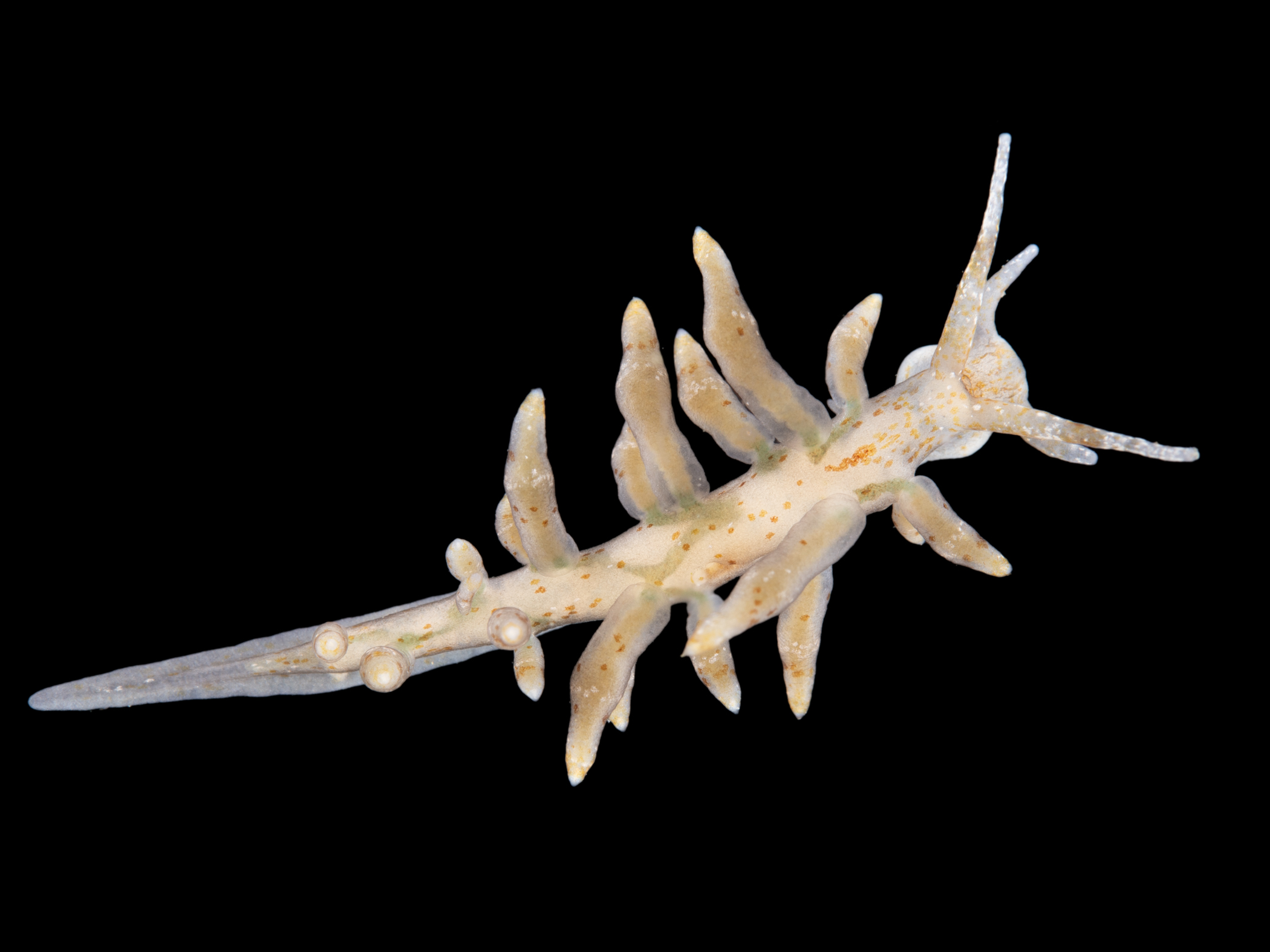 Eubranchulus rupium image: _b243674