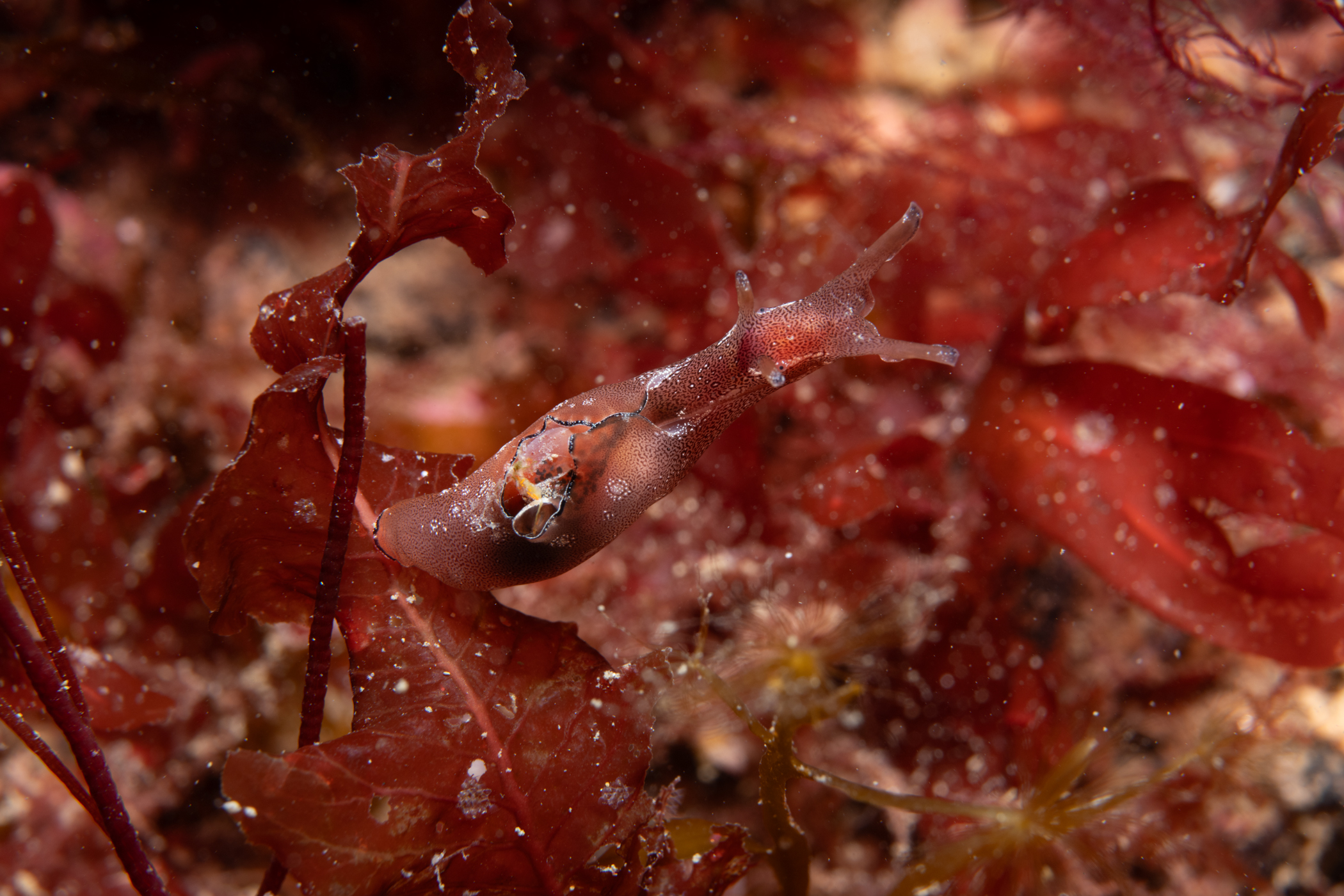 image: Aplysia punctata. Rathlin Island, 2025. Photographer(s): Libby Keatley.
