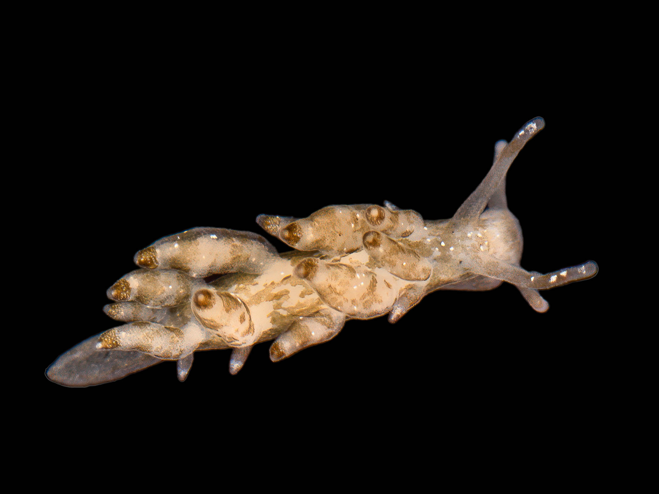 image: Nudibranchus exiguus. Lundy Island, Bristol Channel, 2026-06-11.