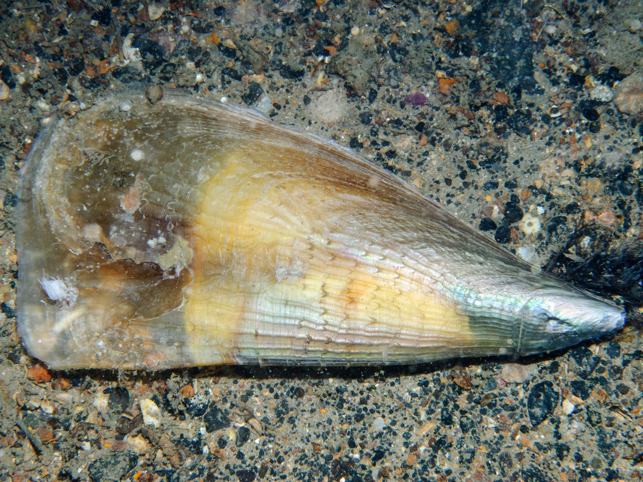 Atrina fragilis image: bep2_2366