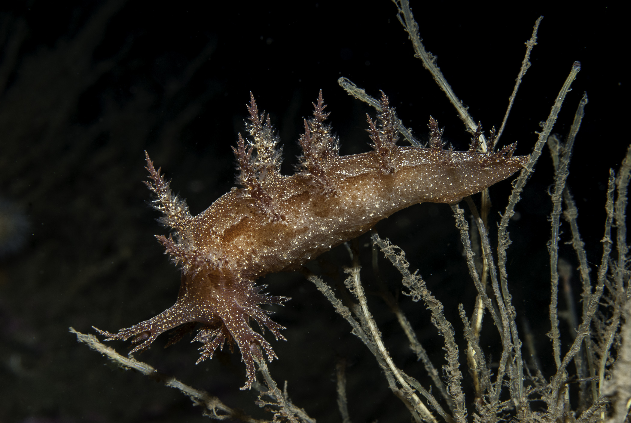 Dendronotus europaeus image: bep2_7610