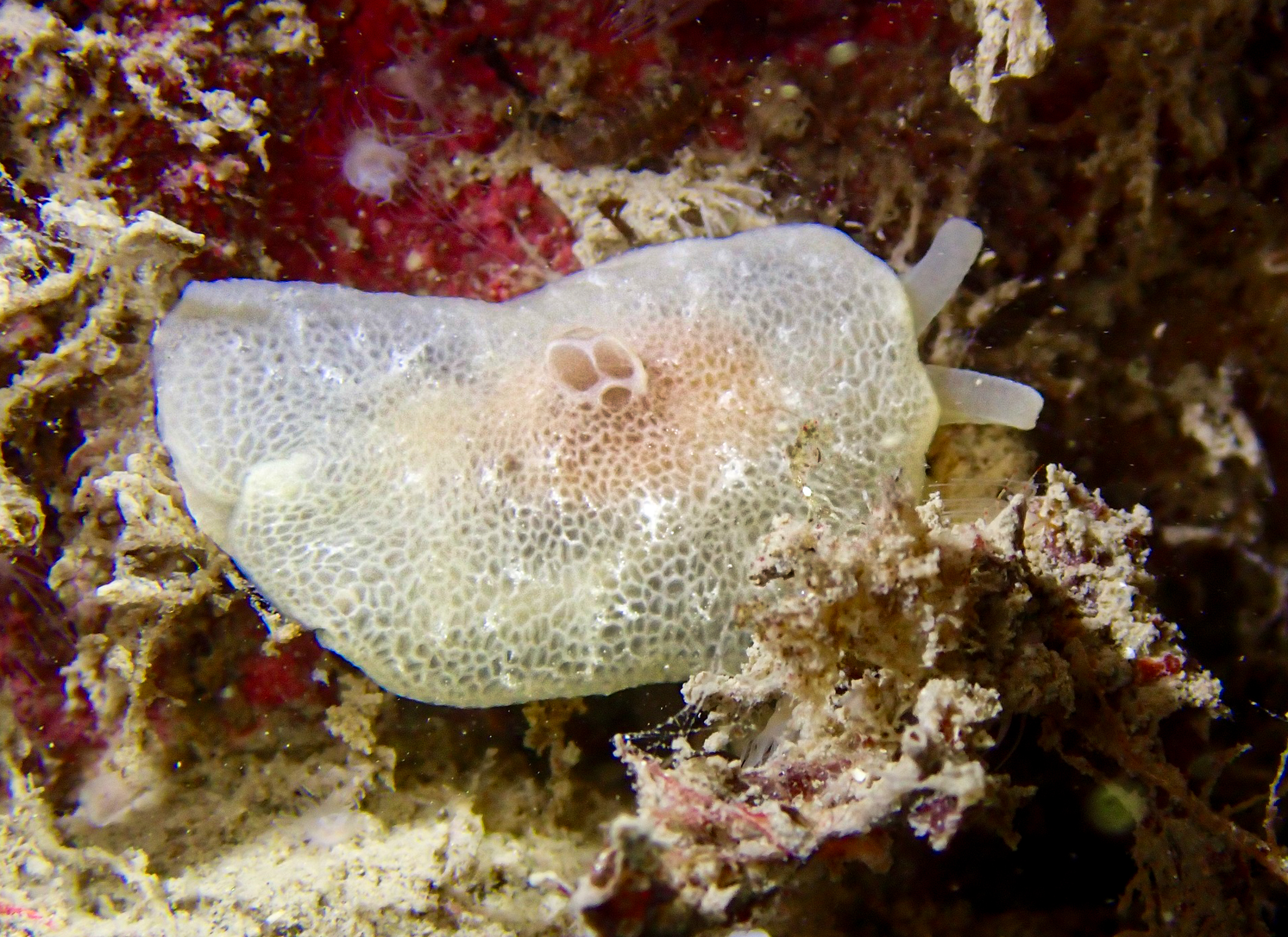 Berthella plumula image: berthella_1