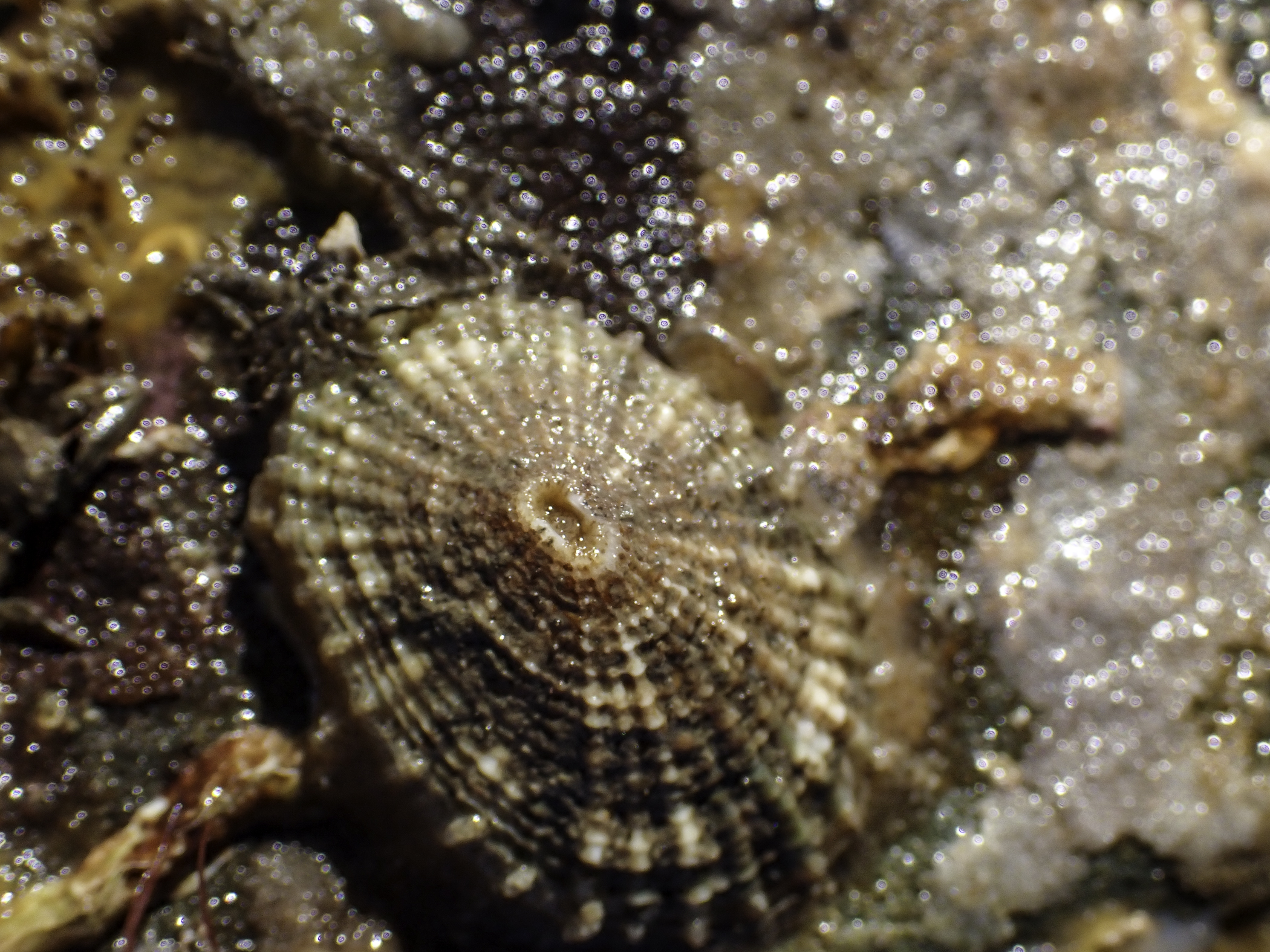 image: Diodora graeca. Strangford Lough, 2022.