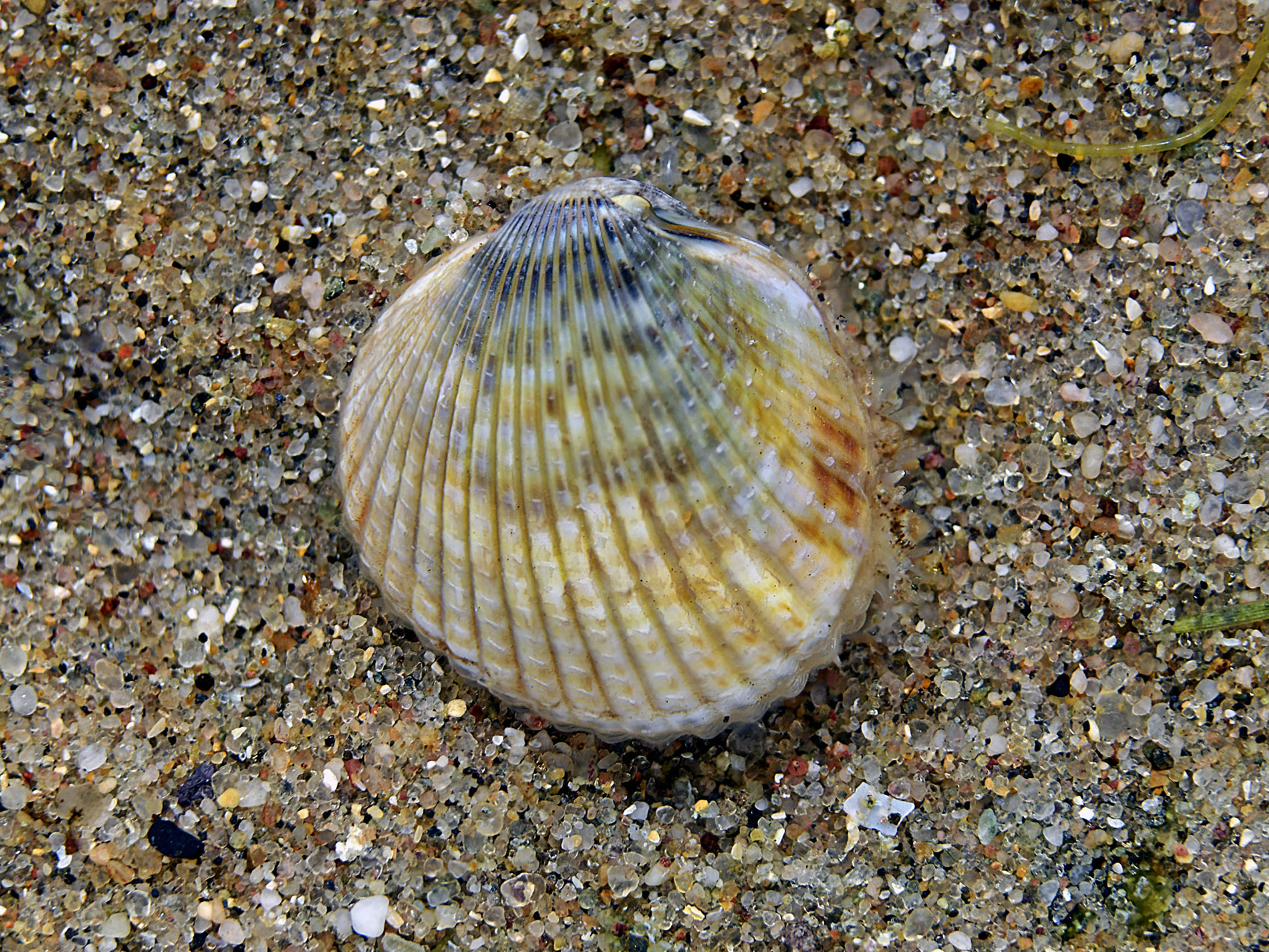  image: cerasto