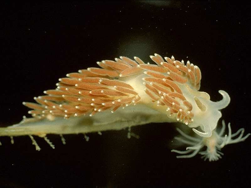 image: Coryphella verrucosa. 