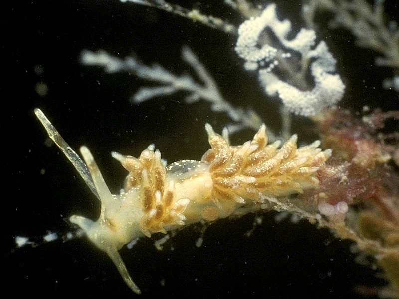 image: Rubramoena amoena. 