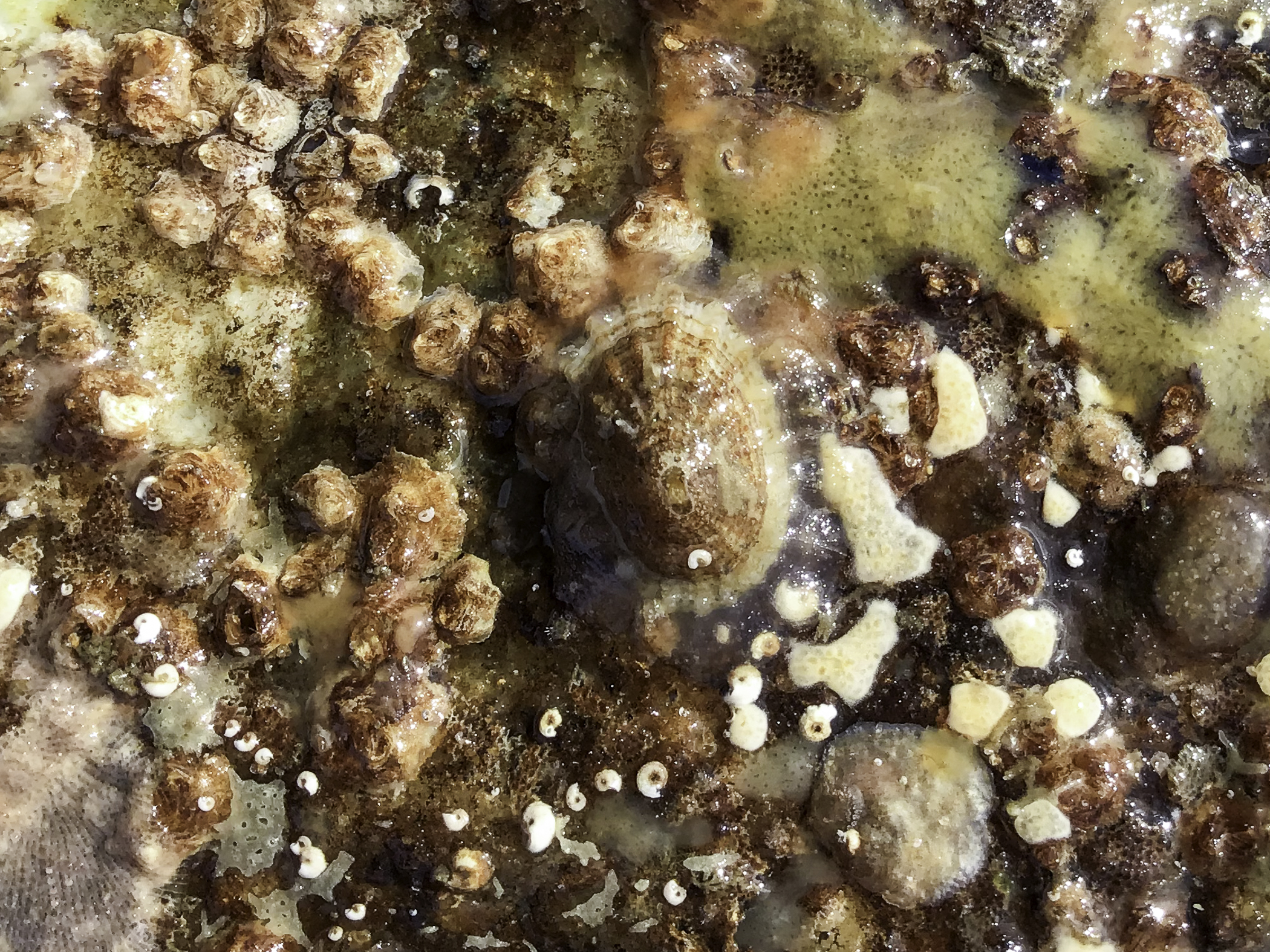 image: Diodora graeca. Strangford Lough, 2021.