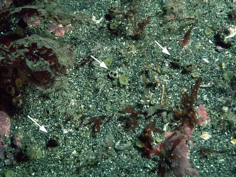 image: Rocellaria dubia. Paired siphons enclosed in calcareous tube. Inishmore, Aran Is., Co. Galway, Ireland.