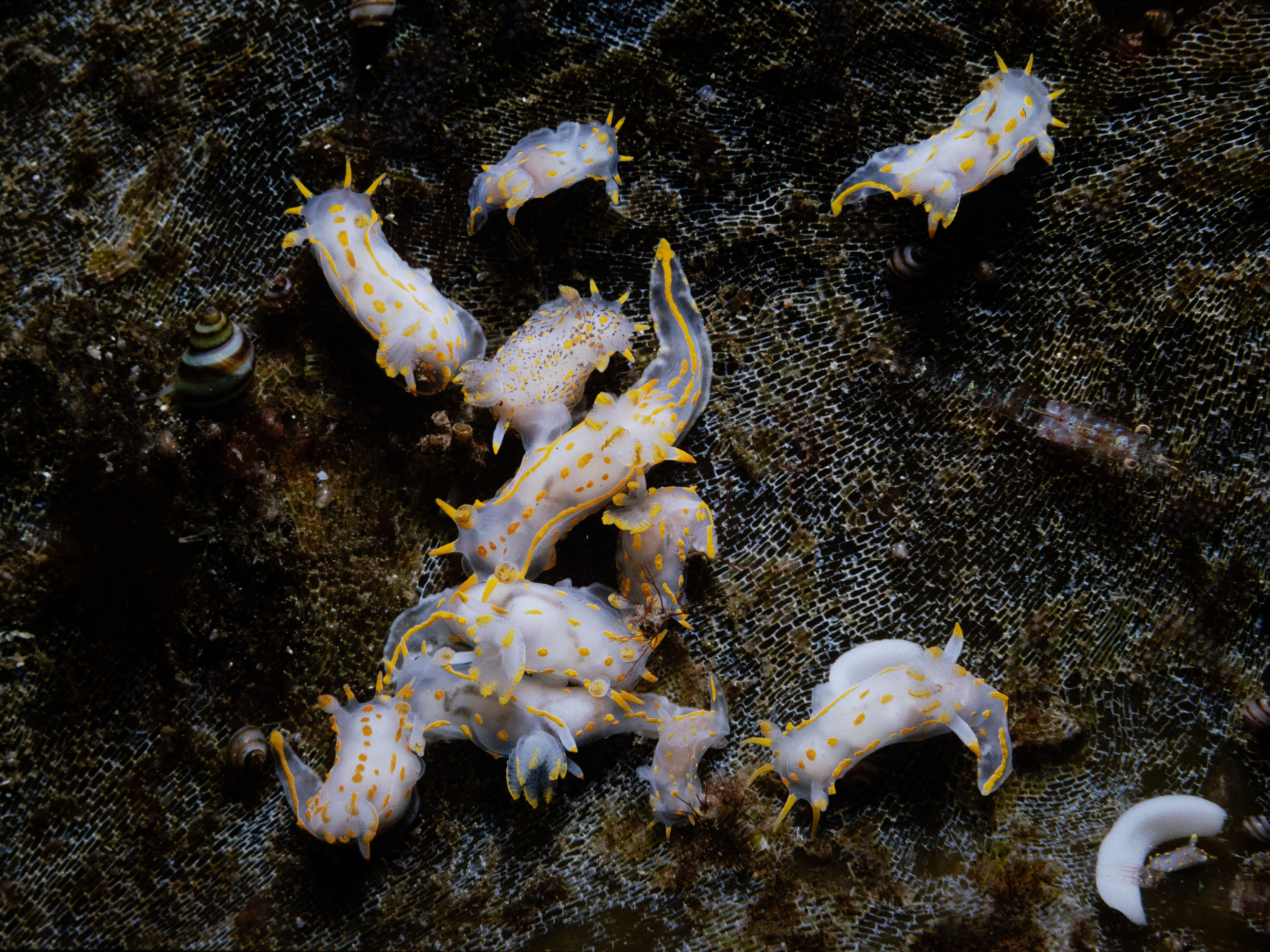 Polycera capitata image: moll-229