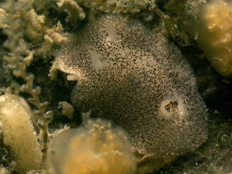 image: Atalodoris pusilla. 